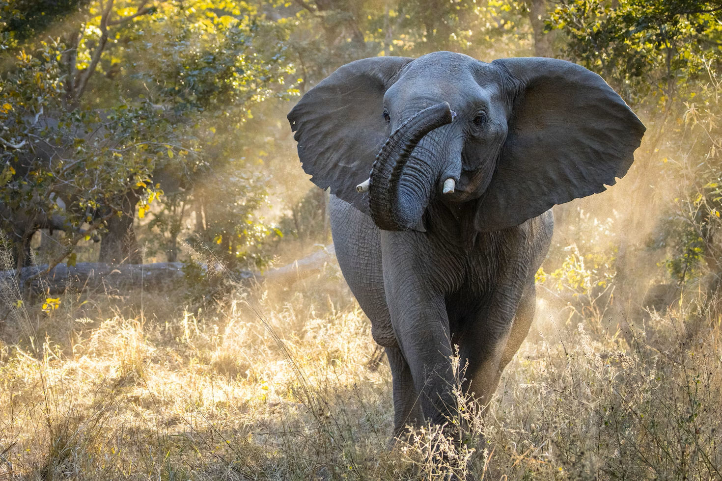 Hwange