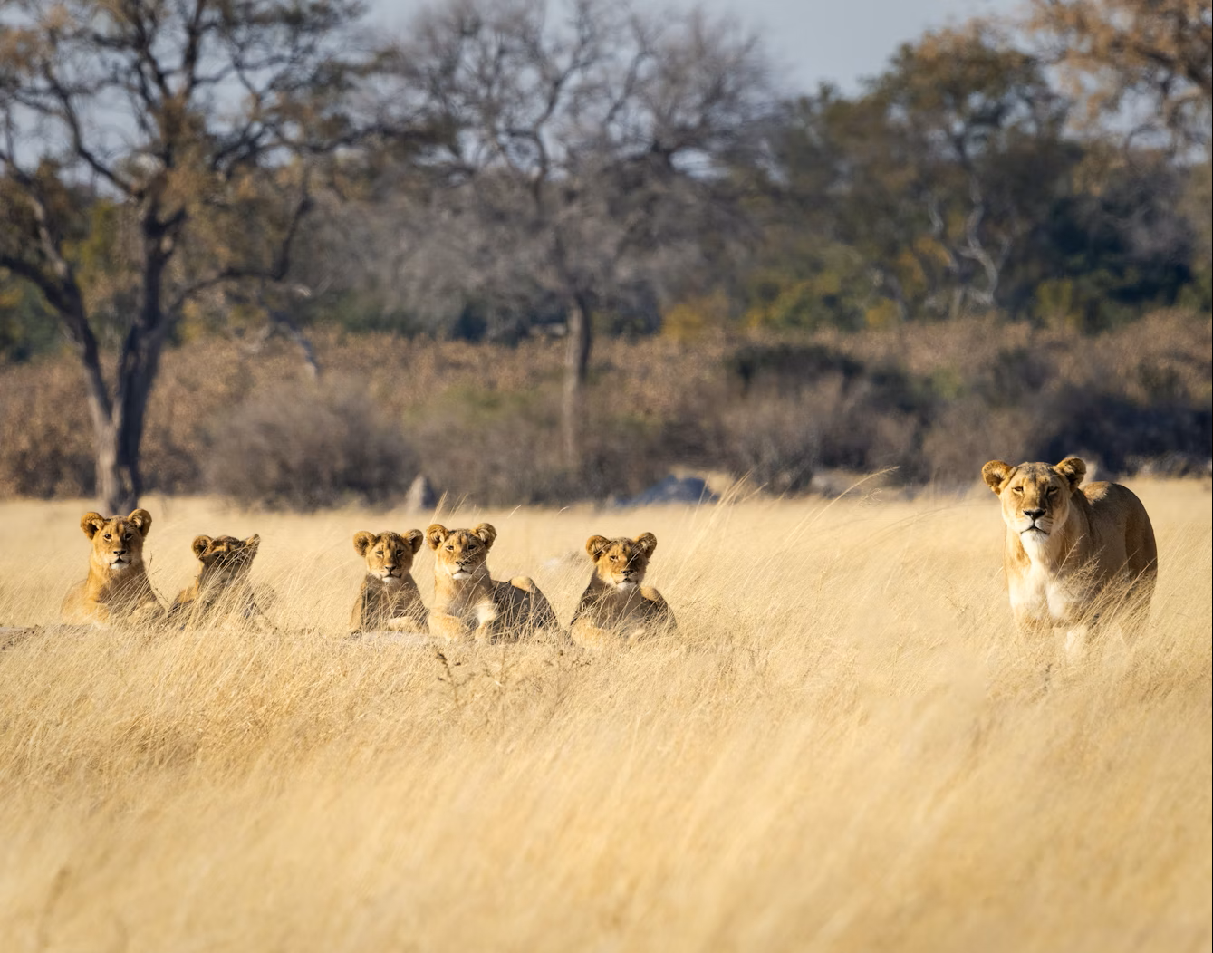 Chobe